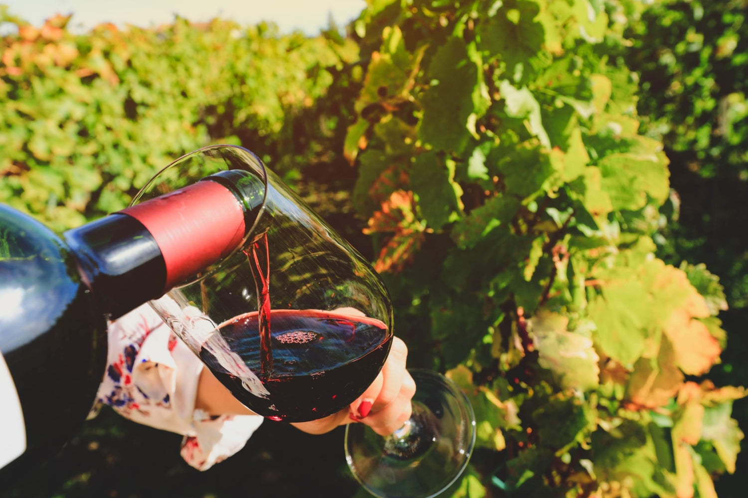 10 Sự Thật Thú Vị Về Rượu Vang Bordeaux Wine và Prosecco Sparkling Wine