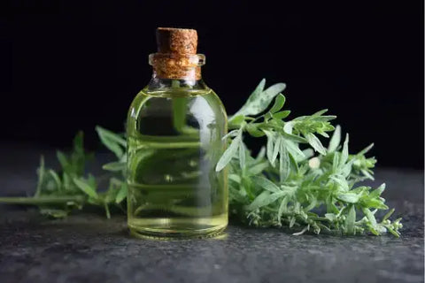 8 Bí Ẩn Xoay Quanh Rượu Absinthe Và Sự Thật Về Loại Thú Vị 