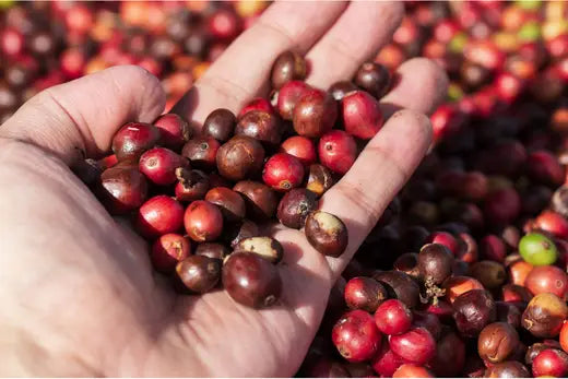 Tổng Quan Về Hạt Cà Phê Arabica