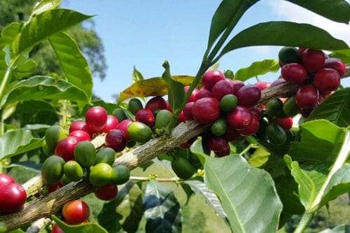 Bạn Cần Tìm Hiểu Các Hạt Cà Phê Arabica Sau Khi Muốn Mở Quán